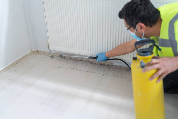 Wasp Removal Services in New Hope, PA